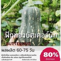 ราคา เมล็ดพันธุ์ ฟักทองบัตเตอร์นัท บัตเตอร์นัท Butternut Sqash ฟักทอง (7338471934)