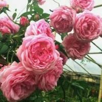 ราคา กุหลาบอังกฤษ บิชอปคาสเซิล ดอกหอมมาก (6336955551)