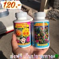 ราคา แคคตัส กระบองเพชร ปุ๋ยแคคตัส เร่งดอกแคคตัส เร่งต้นกระบองเพชร (14660186896)