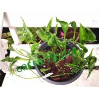 ราคา ต้นไม้ ห่อเงินห่อทอง (12296485120)