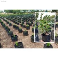 ราคา ไทรเกาหลีราคาถูก ถุง 2 (ขั้นต่ำ 10 ต้น) (10117849851)