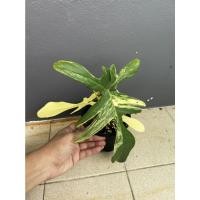 ราคา ต้นก้ามกุ้งด่าง (Philodendron Florida Beauty) ต้นจริงพร้อมส่ง (10622367471)