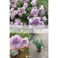 ราคา กุหลาบเลื้อยสีม่วงหอม เรนนี่บลู (Rainy Blue) (4935035186)