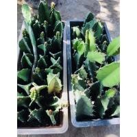 ราคา กระบองเพชร คอนโดนางฟ้า (5478217447)
