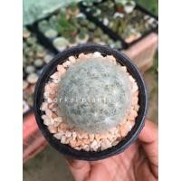 ราคา แคคตัส แมมมิลาเรีย ขนนกขาว หรือแมมขนนกขาว (Mammillaria plumosa) (9489128981)