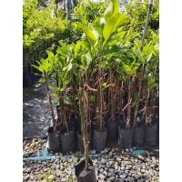 ราคา ต้นส้มโอทับทิมสยามเสียบยอดพร้อมปลูก (19875133988)