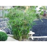 ราคา ต้นกกราชินี หรือ ต้นไหล ประโยชน์สามารถนำมาทำเครื่องจักรสานเพื่อสร้างสรรค์ผลิตภัณฑ์ได้มากมายเช่นกระเป่า เสื่อ ถุงดำ 39บาท (24353121387)