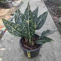 ราคา อโกลนีม่า "มรดกโลก" มีให้เลือกเยอะ Aglaonema name's "World of heritage" ไม้สะสมเริ่มหายาก (5497080599)