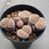 ราคา Cake Cactus Farm ไม้อวบน้ำ กระบองเพชร Lithops bromfieldii ไลทอป บรอมเฟลดิอาย แฝดคู่ 5 หัว (7741624817)