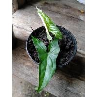 ราคา ต้นเงินไหลมาด่างขาว. (10726314855)