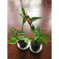 ราคา ต้นนกน้อยนำโชค นกน้อยเรียกทรัพย์ นกตัวผู้ ไม้มงคล 1 ต้นในถุงเพาะชำ (7154008602)