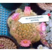 ราคา แมมเม็ดพริกหนามเหลือง แมมเม็ดพริกหนามแดง ดอกสีชมพู แคคตัส กระบองเพชร (3967588841)