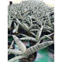 ราคา ว่านงาช้าง งาช้างแคระ ไม้มงคล ไม้ฟอก​อากาศ​ (13192957818)