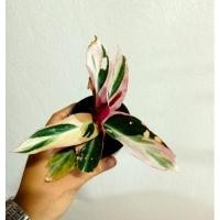 ราคา คล้าทอง ต้นคล้าทอง ไม้มงคลเสริมทรัพย์ เสริมโชคลาภ (14218833303)