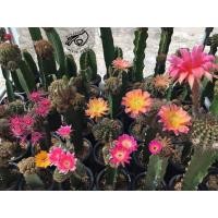 ราคา อิชินอป โลบิเวีย lobivia อิชินอปซิส echinopsis ดอกขาว เมล็ด กระบองเพชร แคคตัส cactus ดอกไม้ (4709492181)