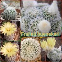 ราคา เมล็ดเฟเรียหนามเงิน Frailea buenekeri (5613867170)