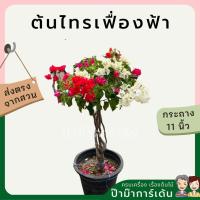 ราคา ต้นเฟื่องฟ้า ทรงสูง มีดอกสวยกระถาง 11 นิ้ว (15771718077)