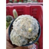 ราคา ขนนกขาว กระบองเพชรขนนกขาว (13969493339)