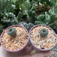 ราคา Frailea เฟเรียแคคตัส (4572659668)