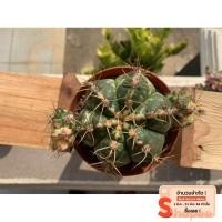 ราคา ยิมโนด่างเหลือง ยิมโนด่าง ยิมโน (8111223933)