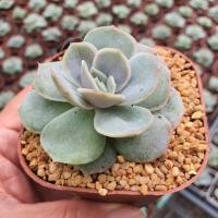 ราคา New Arrival Echeveria Blue Surprise Single 3 Inch G Succulents กุหลาบหินนำเข้า ไม้อวบน้ำ (7320269595)