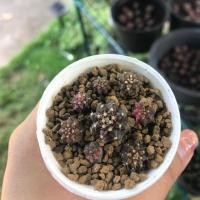 ราคา พอตยิมโนด่าง ยิมโนเชื้อด่าง ลุ้นได้อนาคตสดใส (7342816424)