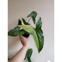 ราคา เงินไหลมาด่างขาว​ เงินไหลมาด่างขาว (17957751638)