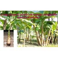 ราคา 1 หน่อ กล้วยตานี กล้วยป่า กล้วยพองลา กล้วยชะนีใน หน่อกล้วยสำหรับปลูก (3052528066)