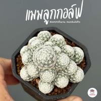 ราคา แมมลูกกอล์ฟ Mammillaria Humboldtii แคคตัส กระบองเพชร cactus&succulent (20233879197)