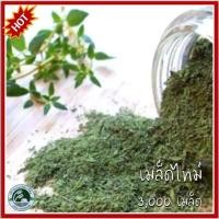ราคา 3,000 เมล็ด ไทม์ เมล็ดไทม์ ไธม์ เมล็ดไธม์ (thyme) ไทม์สวีท เมล็ดไทม์สวีท (24950759243)
