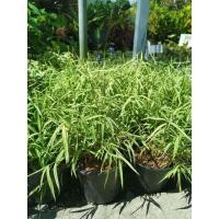 ราคา ต้นไผ่เงิน (ไผ่แมว) ไม้ฟอกอากาศ ขนาด 6 นิ้ว พร้อมกระถาง (10617018073)