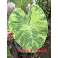 ราคา Colocasia Lemon-lime Gecko บอนเรมอน (10558144817)