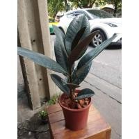 ราคา ยางอินเดีย ยาง ต้นไม้ฟอกอากาศ ยางอินเดียดำ เป้นไม้ฟอกอากาศ#ต้นยางอินเดียแคระ#ไม่ชอบน้ำ (4670585254)