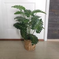 ราคา ต้นซานาดูปลอมพร้อมส่งค่า (6640068342)