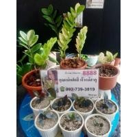 ราคา กวักมรกตด่าง ใบกวักด่าง ชำติดก้านมีรากมีหัวมีหน่อแล้ว (12058306005)