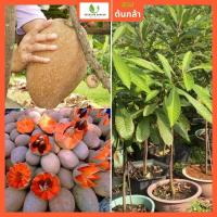 ราคา [ผลเยอะ] ต้นละมุดสาลี่ยักษ์ ทาบกิ่งสูง 50-70ซม. ผลใหญ่หวาน เหมาะกับอากาศเมืองไทย (19473643690)