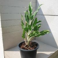 ราคา อโกลนีมา เงิน เงิน เงิน / Aglaonema ngoen ngoen ngoen (11785957237)