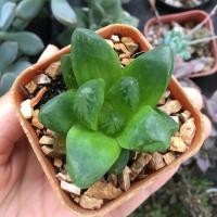 ราคา ฮาโวเทีย Haworthia กระถาง 2” (6343433235)