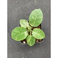 ราคา Dorstenia foetida. / มะพร้าวทะเลทรายด่าง (5653645264)