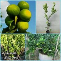 ราคา มะนาวแป้นพิจิตร ขนาดต้นสูง 1 เมตร (5333522965)