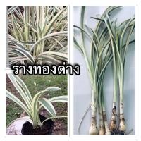 ราคา รางทองด่าง (พลับพลึง)เซ็ตละ 4-5 ต้น ราคา 69 บาท (6045459425)