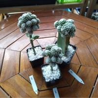 ราคา กระบองเพชร แคคตัส (Cactus) แมมลูกกอล์ฟ (Mammillaria humboldtii) ต้นกราฟ (3205764901)