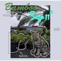 ราคา ไผ่เงินกระถางใหญ่ ไผ่แมว ไผ่เงิน หญ้าแมว (12708466865)