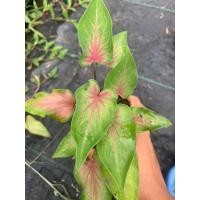 ราคา บอนสีดาบฟ้าฟื้นกระถาง 4 นิ้ว (12675050243)