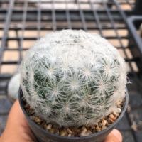 ราคา mammillaria plumosa /แมมขนนกขาว ดอกขาว (6838872276)