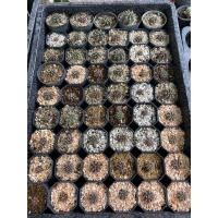 ราคา ยิมโนไม้เมล็ด ยิมโนเชื้อด่างเชื้อแอลบี15บาทเลือกได้ค่ะ (8742512051)