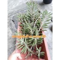 ราคา ต้นเศรษฐี พันล้าน ขายยกกอ50 (3794085442)