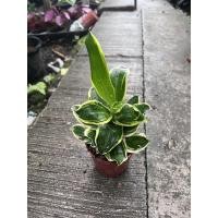 ราคา ต้นวาสนาแคระด่าง กระถาง 4 นิ้ว (15839996405)