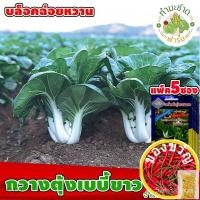 ราคา เมล็ดอวบอ้วน100%{{ส่งKerry}}[แพ็ค 5 ซอง] เมล็ดพันธุ์ กวางตุ้งเบบี้ขาว บล็อกฉ่อยหวาน ประมาณ 1,700 เมล็ด/ซอง ตราสามเอเมล็ด (20825156599)