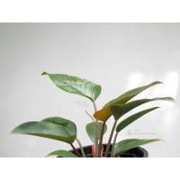 ราคา Philodendron red congo (4157549926)